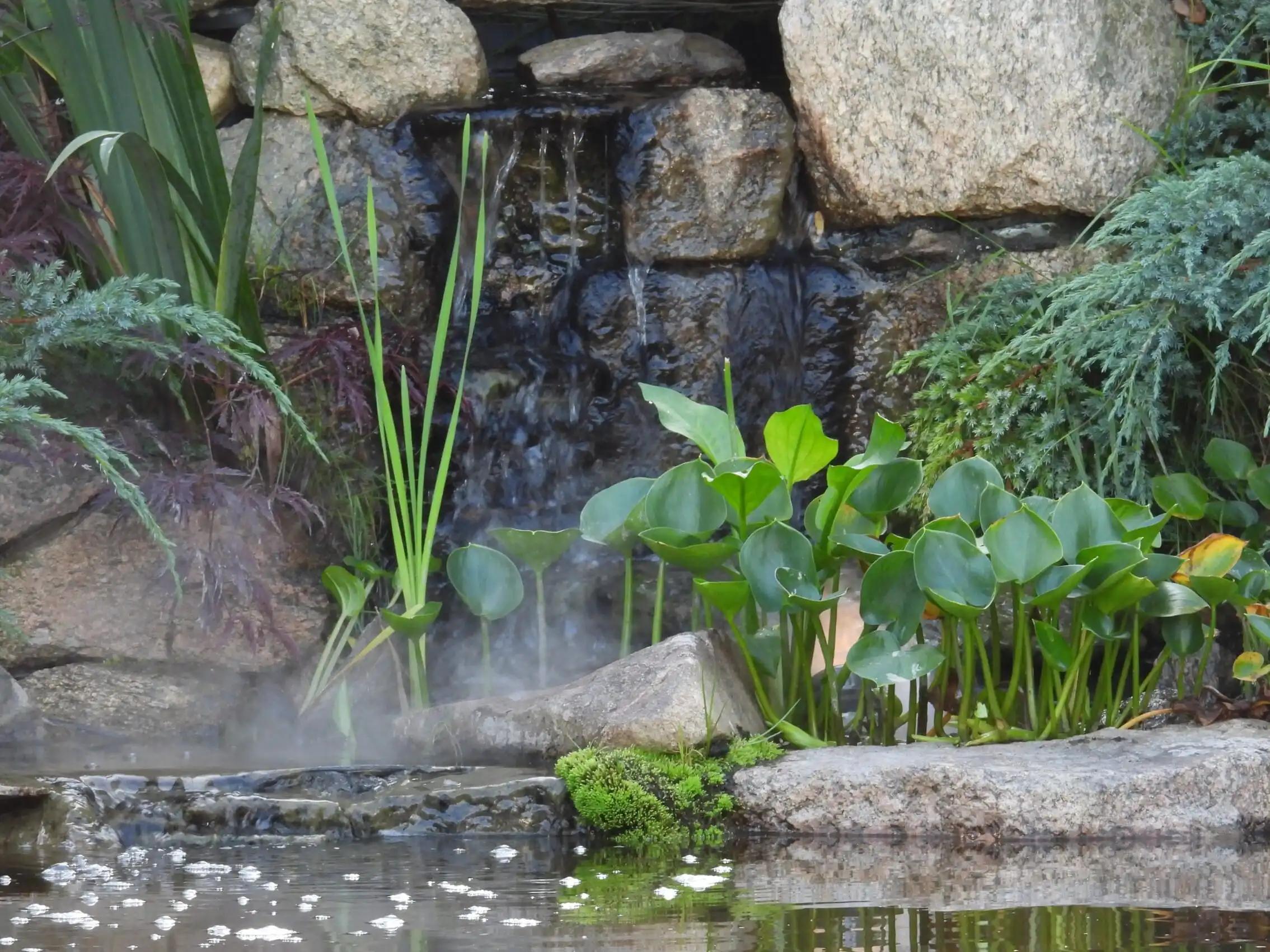 Damm och dammväxter