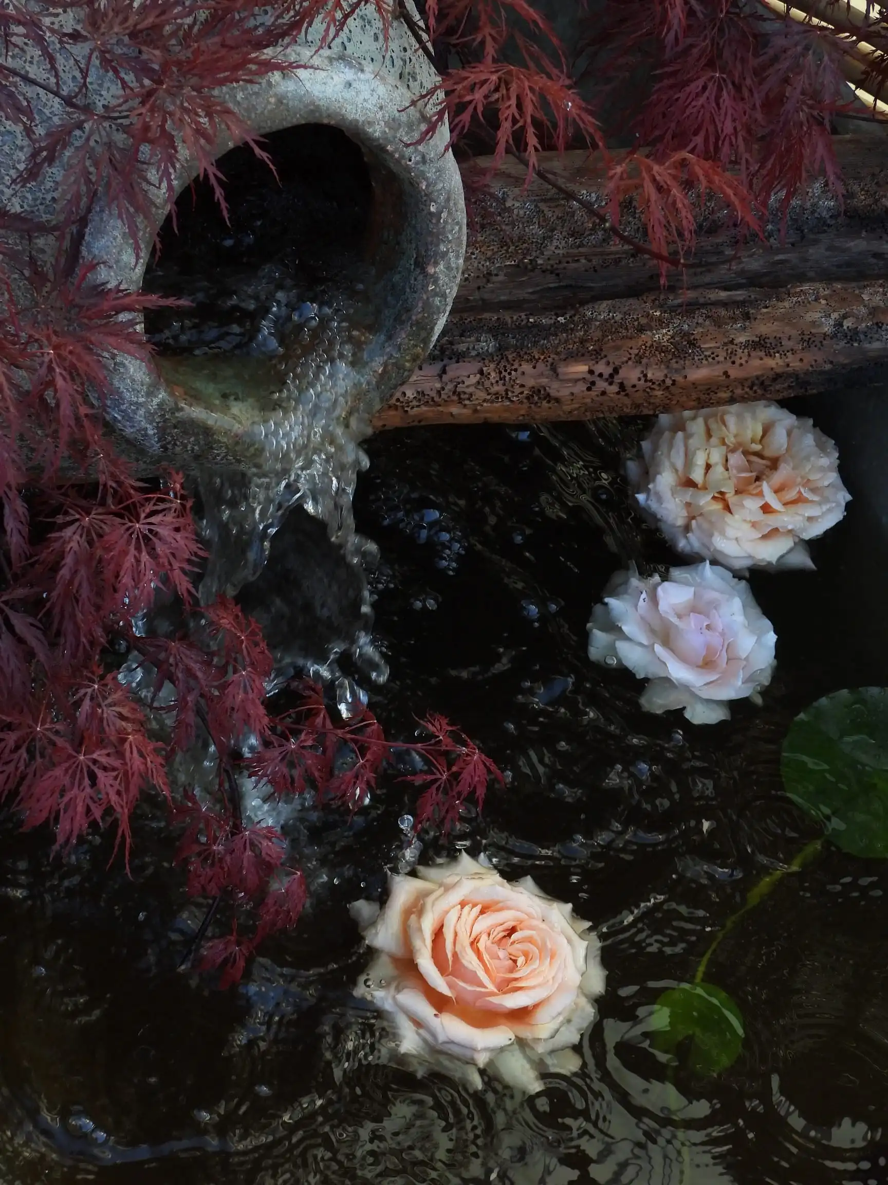 Dammväxter och damm